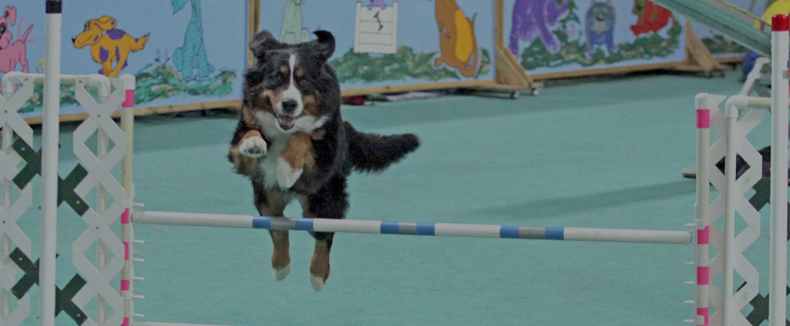 Car-Dun-Al-Dog Obedience Training Club - Novice Classes Trials Agility Events - Huntley, Illinois