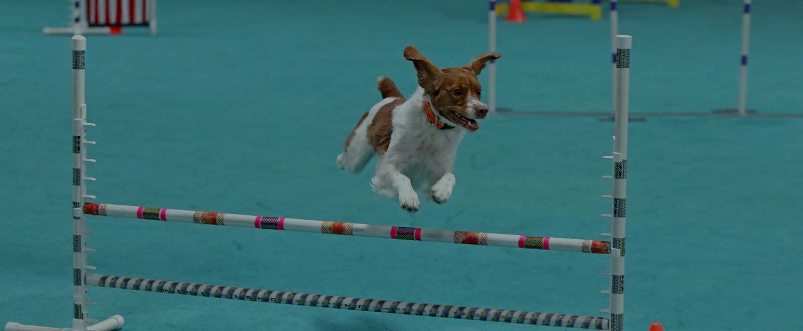 Car-Dun-Al-Dog Obedience Training Club - Novice Classes Trials Agility Events - Huntley, Illinois