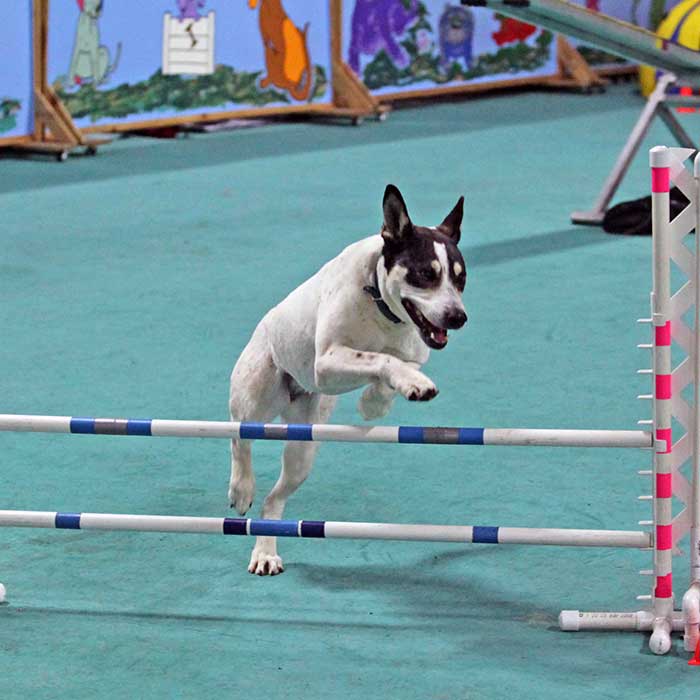 Car-Dun-Al-Dog Obedience Training Club - Obedience - Huntley, Illinois
